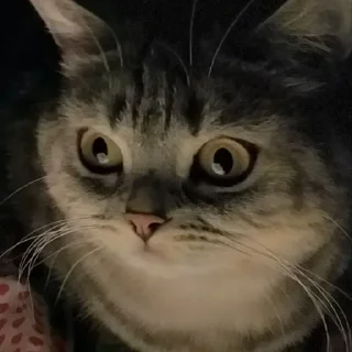 😲