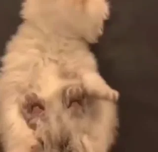 🥺