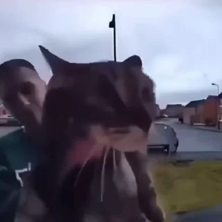 🐈