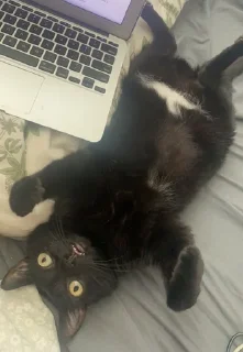 🐈