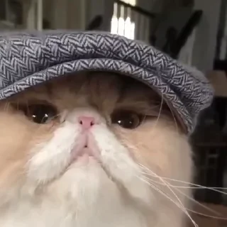 😼