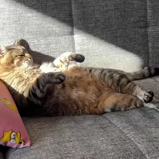 🐈‍⬛️