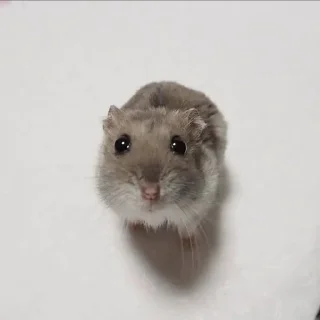 🥺