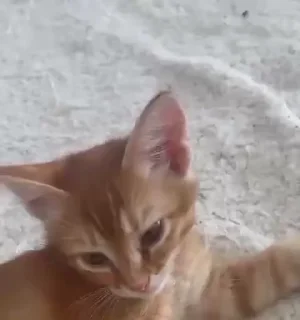 💤