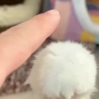 🌟