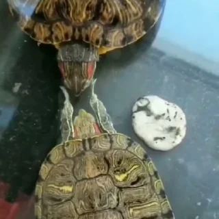 🐢