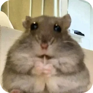 🐱