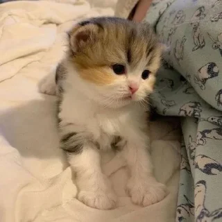 🐱