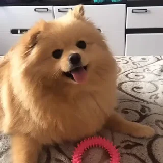 🤩