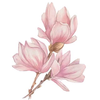 🌸