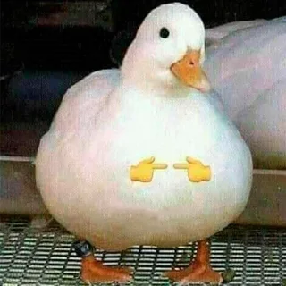 🦆