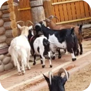 🐄