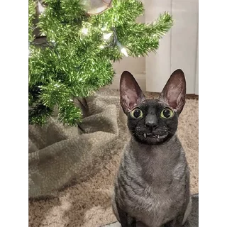 🌲