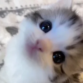 🐈‍⬛