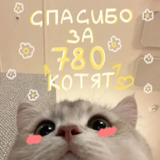 🐱