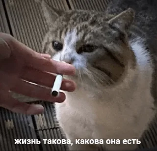 🚬