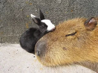 🐇