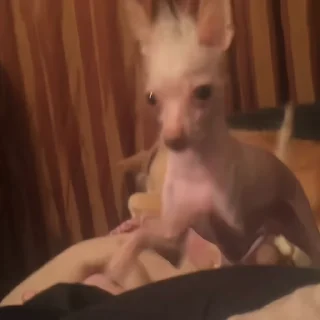 🐶