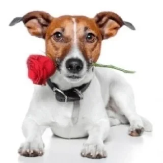 🌹