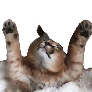 Floppa (Caracal)