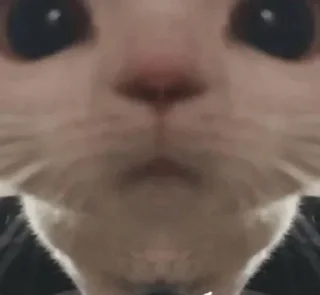 🙀