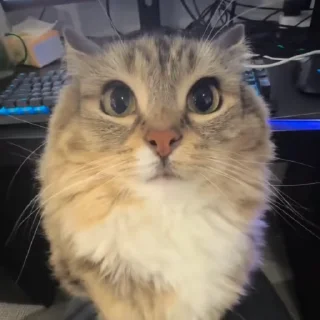 🌟