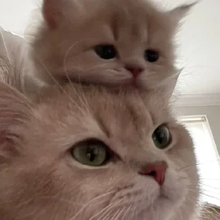 🐈