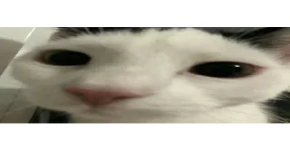 🐱