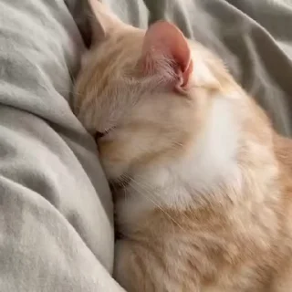 💤