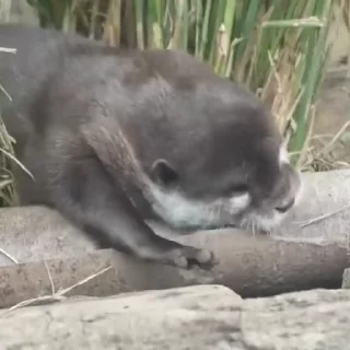 🥱