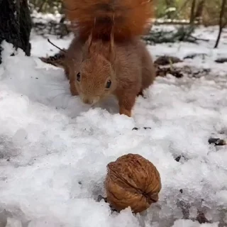 🤩