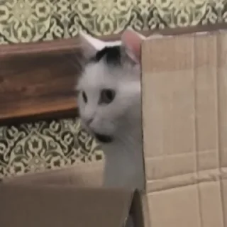 👀