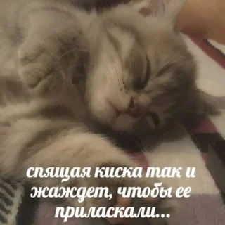 💤