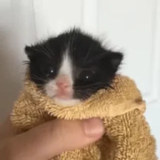 😼