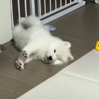 🐶
