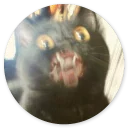 Stupid cats