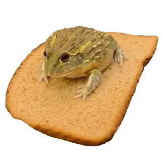 🐸