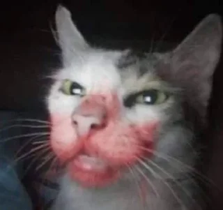 бум бум :: @fStikBot