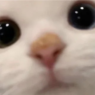 🥺