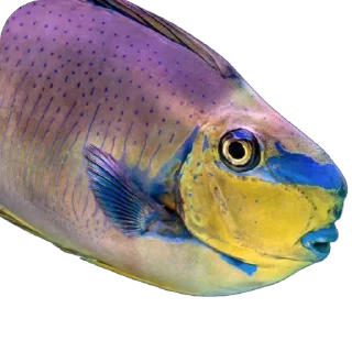 🐠