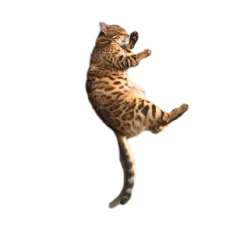 🐱