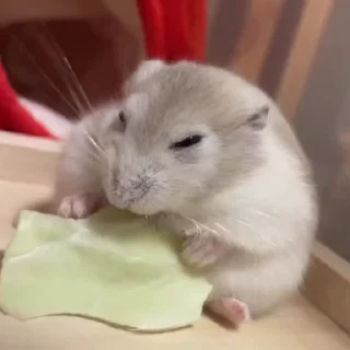 🐭