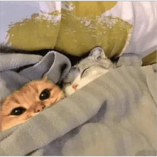 🐱
