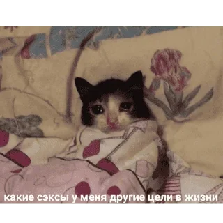 😺