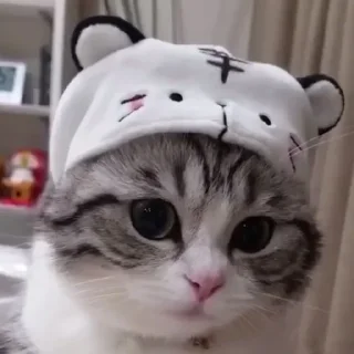 😽