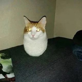 😼