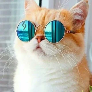 🐈