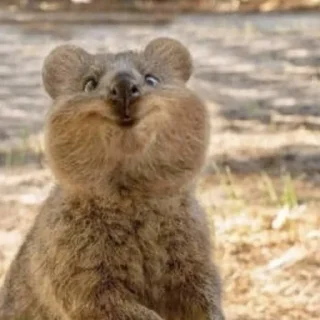 🌻