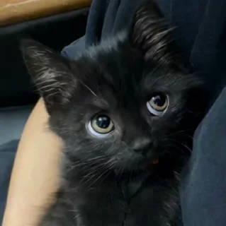 🥺