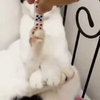 🐱
